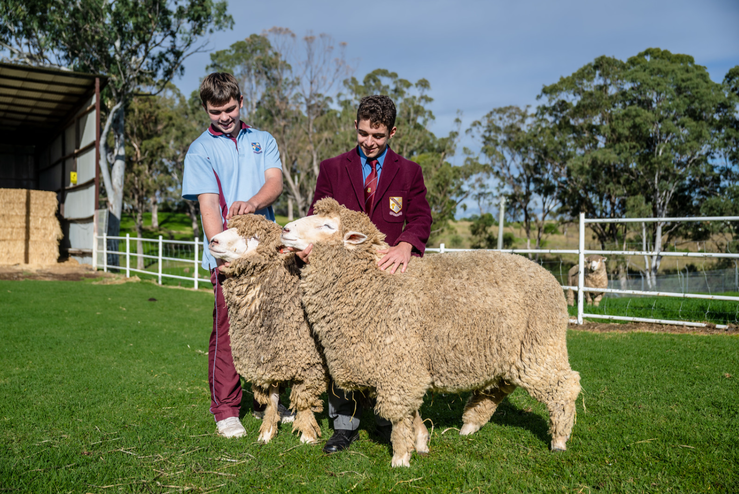 Two boys holding a sheep on a school farm.