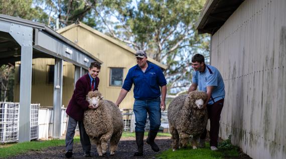 Two students on a farm helping move the sheep along. A farmer is supervising.